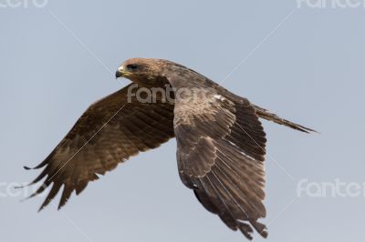 Amora in flight