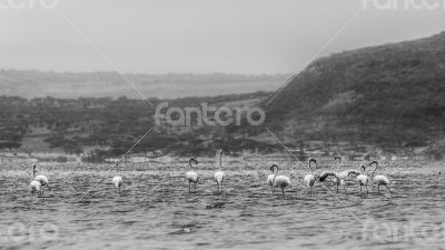 Wading flamingos
