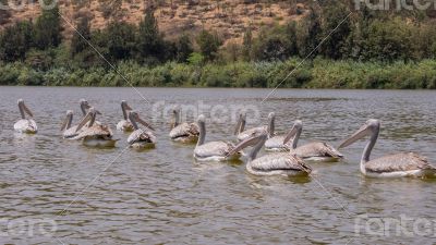 Pelicans swimming