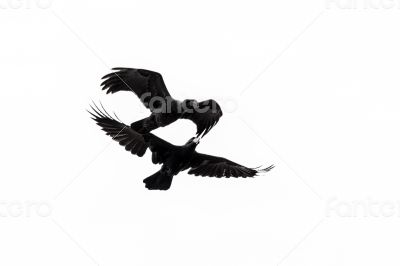 Two crows in mid flight