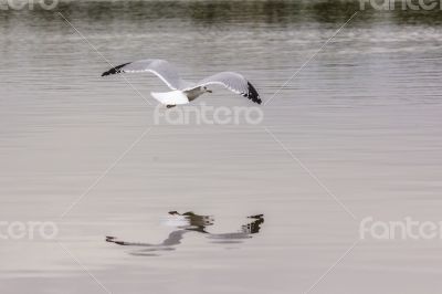 A white seagull flying up in the air