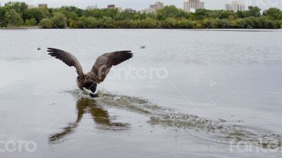 Landing on water