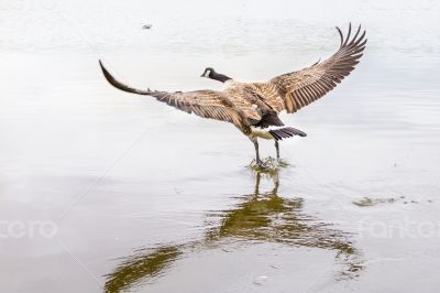 Landing on water