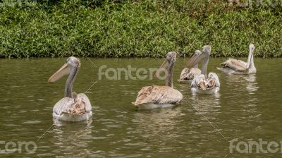 Pelicans swimming