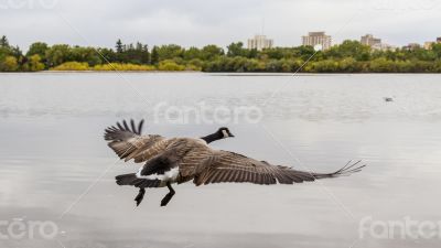 Flight