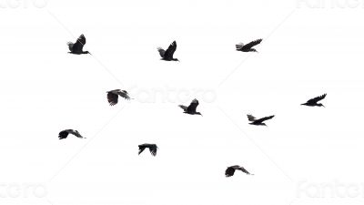 Birds in flight