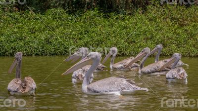 Pelicans swimming