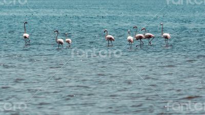 Wading flamingos