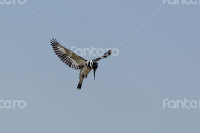 Hovering Pied Kingfisher 