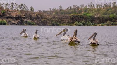 Pelicans swimming