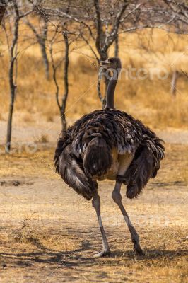 Ostrich in the wild