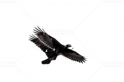 Two crows in mid flight