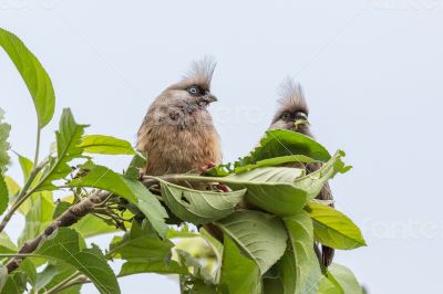 Speckled Mousebirds