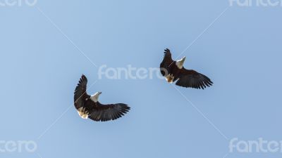 Two eagles in flight