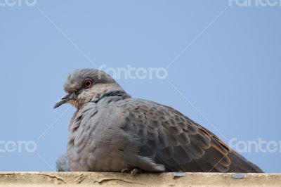 Dove
