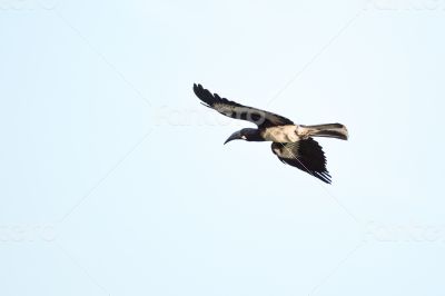 Hemprich`s Hornbill in flight