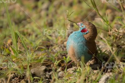 Red-cheeked Cordon-bleu