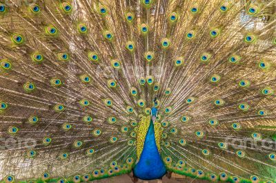 Peacock
