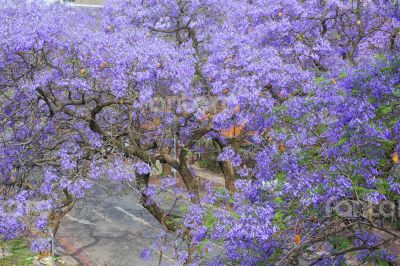 Jacaranda City