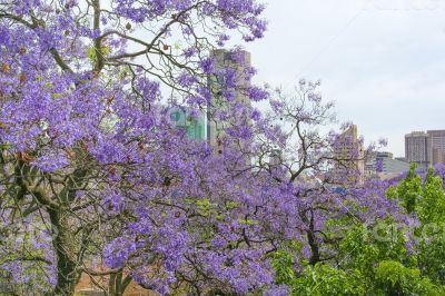 Jacaranda City