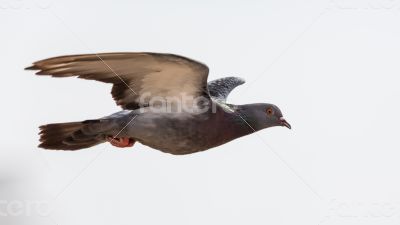 Dove in flight