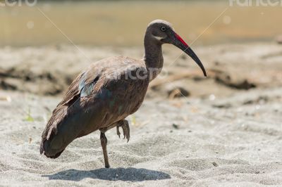 Wattled Ibis
