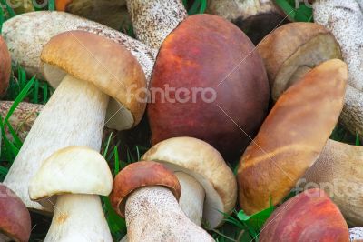 Beautiful mushrooms on the grass in the forest.
