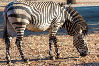 Zebra
