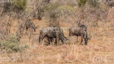 Blue Wildebeest 