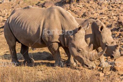 Rhinos grazing