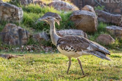 Kori Bustard