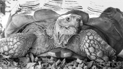 Sulcata Tortoise