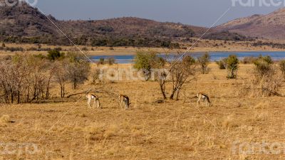 Springbok