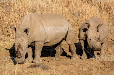 Rhinos grazing