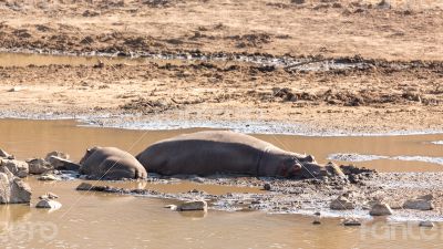 Mudding hippos