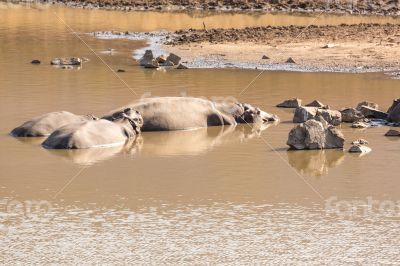Mudding hippos