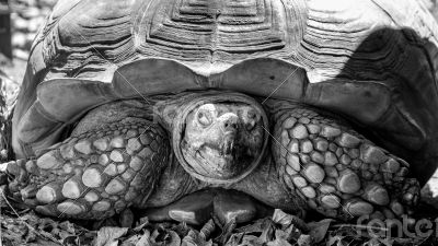 Sulcata Tortoise