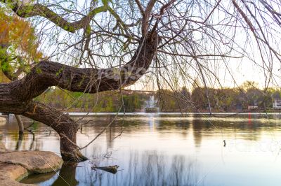 Zoo lake