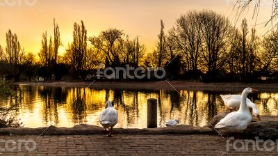 Ducks on zoo lake