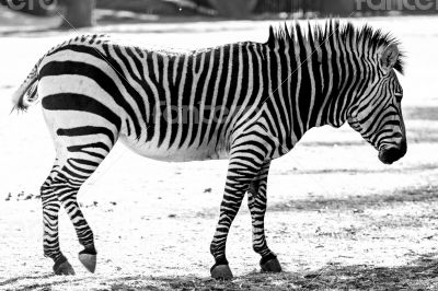 Zebra