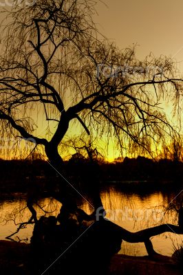 Silhouette of a tree