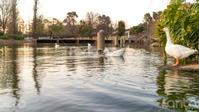 Ducks on zoo lake