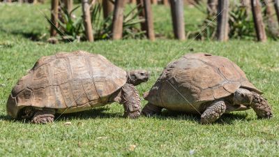 Sulcata Tortoise