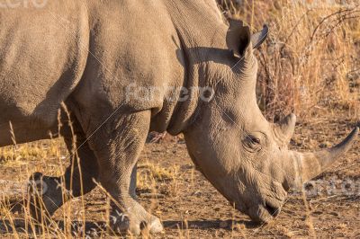 A rhino grazing