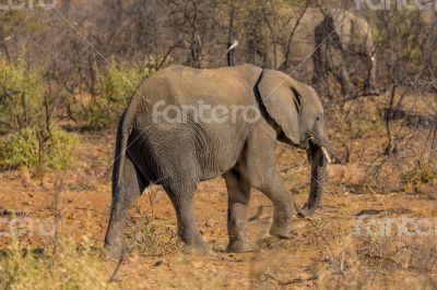 Young Elephant in the wild
