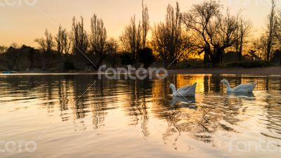 Ducks on zoo lake