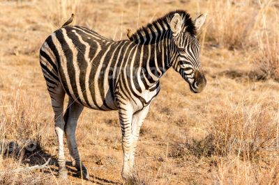 Zebra