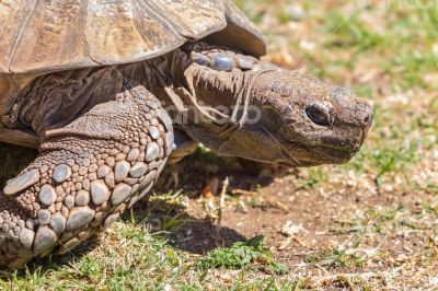 Sulcata Tortoise