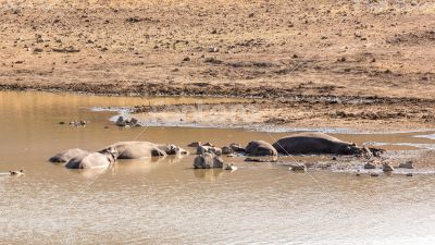 Mudding hippos