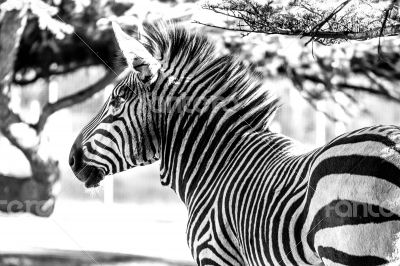 Zebra